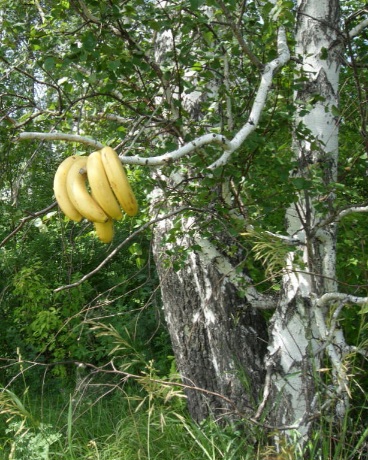 Аватар Солнечный гвоздь