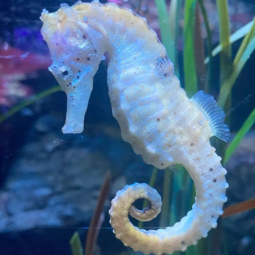 Аватар Химавари Юки